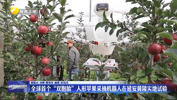 全球首个“双胞胎”人形苹果采摘机器人在延安黄陵实地试验